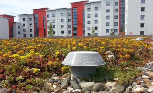 apartment block, plants in foreground 