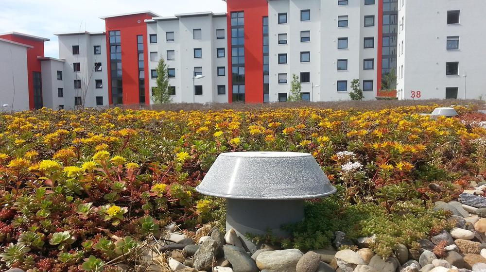 apartment block, plants in foreground 