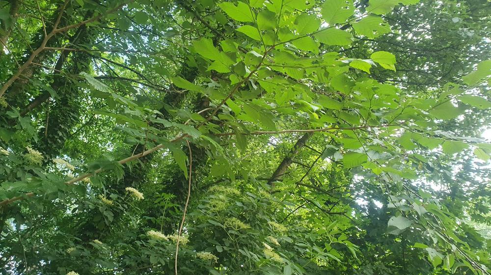 forest